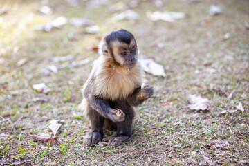 Capuchin monkey (Simia apella), sitting on the ground feeding