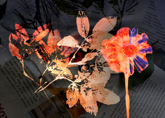 Abstraction with elements of plant prints, prints of leaves and flowers and text content. Dark background, orange flowers, abstraction