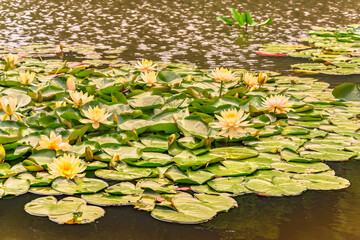 South Pond or minami-ike of the Meiji Jingu Inner Garden dedicated to emperor Meiji with Japanese yellow water lilies nenuphar lotus flowers blossoming.