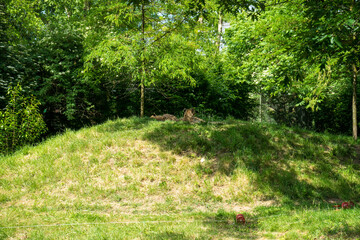 Snapshot from the The Aktiengesellschaft Cologne Zoological Garden in Cologne, SCENIC VIEW OF FOREST