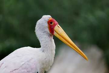 Parc des oiseaux