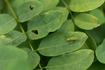 Phaneropteridae Speckled bush-cricket Leptophyes punctatissima on leaf