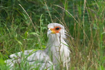 Parc des oiseaux