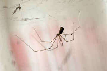 Cellar spider Pholcus phalangioides in close view