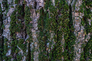 Fototapeta premium wood texture with green moss