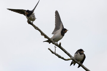 Barn Swallow Hirundo rustica in flight or perched