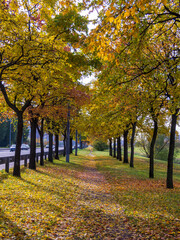 Naklejka premium Autumn park alley bench autumn landscape
