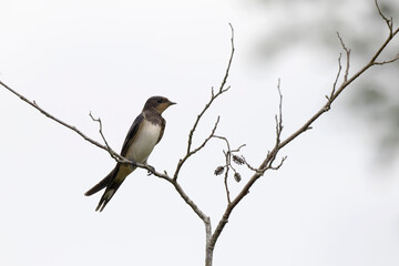 Barn Swallow Hirundo rustica in flight or perched