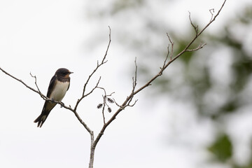Barn Swallow Hirundo rustica in flight or perched