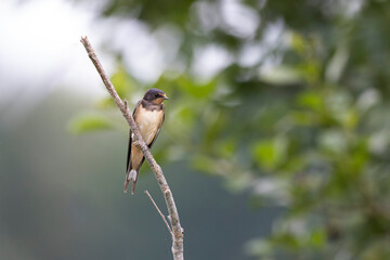 Barn Swallow Hirundo rustica in flight or perched