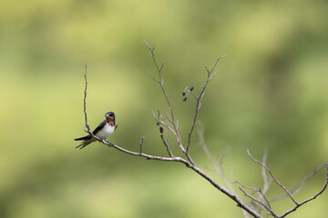 Barn Swallow Hirundo rustica in flight or perched