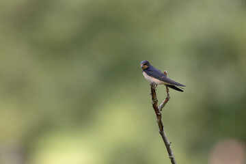 Barn Swallow Hirundo rustica in flight or perched