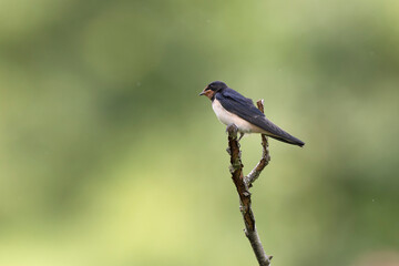 Barn Swallow Hirundo rustica in flight or perched