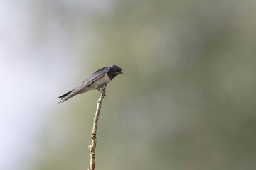 Barn Swallow Hirundo rustica in flight or perched