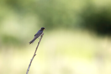 Barn Swallow Hirundo rustica in flight or perched