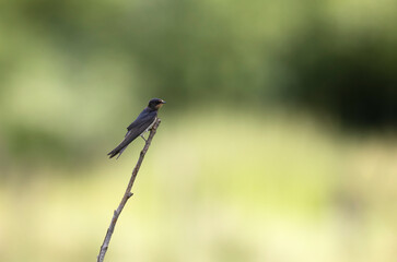 Barn Swallow Hirundo rustica in flight or perched