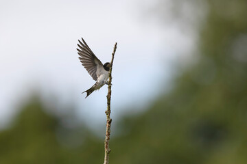 Barn Swallow Hirundo rustica in flight or perched