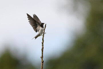 Barn Swallow Hirundo rustica in flight or perched