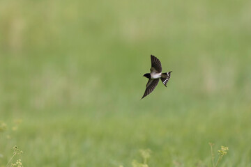 Barn Swallow Hirundo rustica in flight or perched