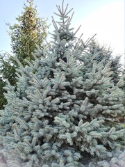 snow covered fir tree