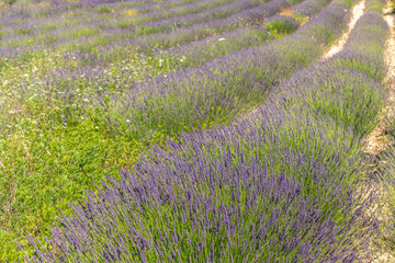 Fototapeta premium Lavender fields in bloom in Provence. Lavender scent in the Provençal Drôme.