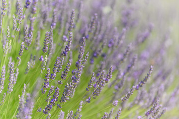 Obraz premium Lavender fields in bloom in Provence. Lavender scent in the Provençal Drôme.