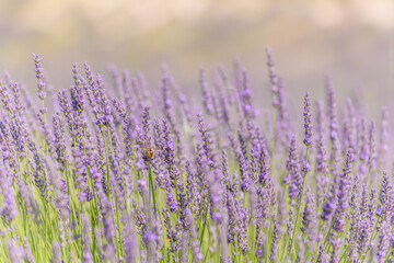 Lavender fields in bloom in Provence. Lavender scent in the Proven&ccedil;al Dr&ocirc;me.
