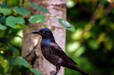 Close up of Crow