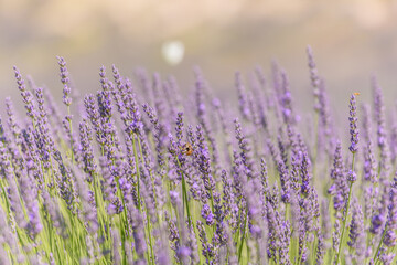 Lavender fields in bloom in Provence. Lavender scent in the Provençal Drôme.