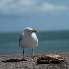 Seagull and crab
