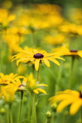 Black Eyed Susan also known as Rudbeckia and cheery Coreopsis perennials in a summer garden, close up shot with selective focus and blurred background. Vibrant yellow in nature