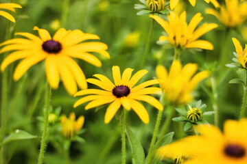 Black Eyed Susan also known as Rudbeckia and cheery Coreopsis perennials in a summer garden, close up shot with selective focus and blurred background. Vibrant yellow in nature