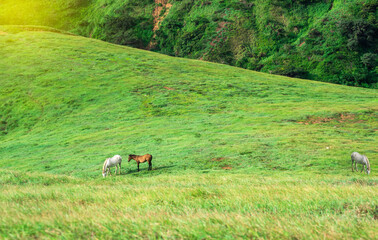 Two horses eating grass together in the field, hill with two horses eating grass, two horses in a meadow