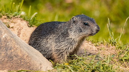 Naklejka na ściany i meble Portrait of a cute young groundhog, marmota, on a sunny summer day