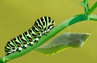 Amazing moment , Butterfly , caterpillar, pupa and emerging with clipping path.