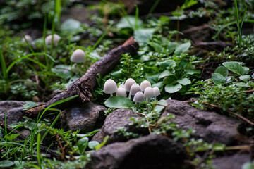 Mini mushrooms iodo Bonnet (Mycena filopes) from the Atlantic Forest, in the state of São Paulo, Brazil.