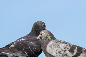 Two pigeons on a background of blue sky.