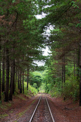 The train line and the surrounding Atlantic forest in the state of São Paulo, Brazil
