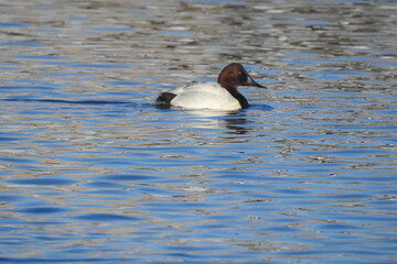 A male canvasback duck enjoying a sunny winter's day on the waters of Willow Lake, in Prescott, Arizona.