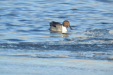 A northern pintail duck enjoying a beautiful winter's day on the waters of Willow Lake, in Prescott, Arizona.