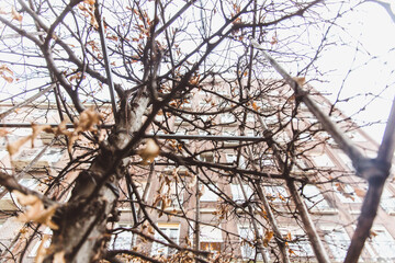 Autumn trees on Madach Imre square, Madach ter at downtown Budapest
