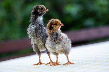 Two cute little chickens
