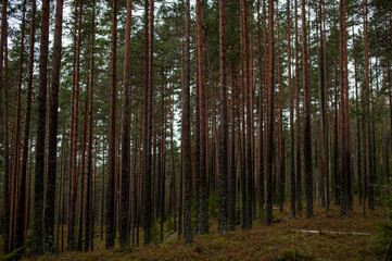 trees in the forest