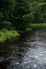 river in the forest