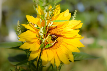 bee on yellow flower