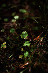 green moss in the forest