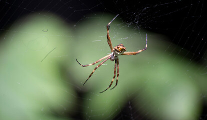Silver Spider (Argiope argentata) on a sunny afternoon in the city of Rio de Janeiro, Brazil