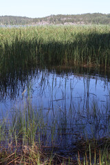reeds in the water