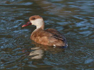 Red-crested pochard (Netta rufina) female on the river