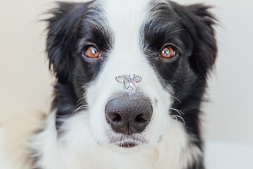 Obraz na płótnie Canvas Will you marry me. Funny portrait of cute puppy dog border collie holding wedding ring on nose isolated on white background. Engagement, marriage, proposal concept